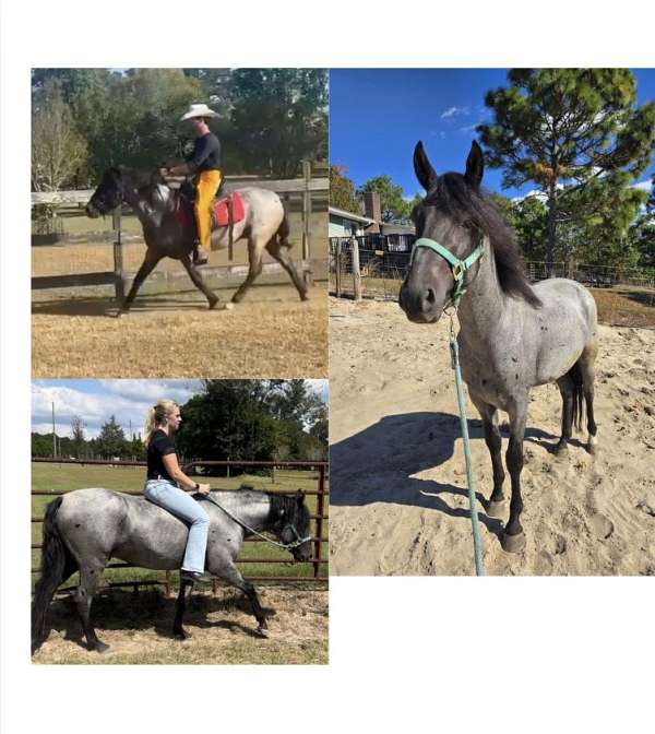 flashy-marchador-horse