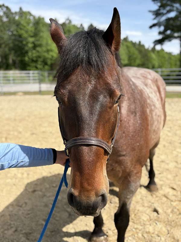15-hand-draft-gelding