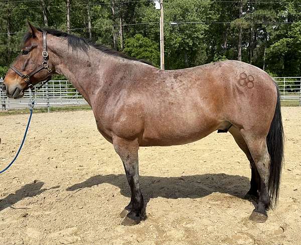 bay-roan-gelding-for-sale