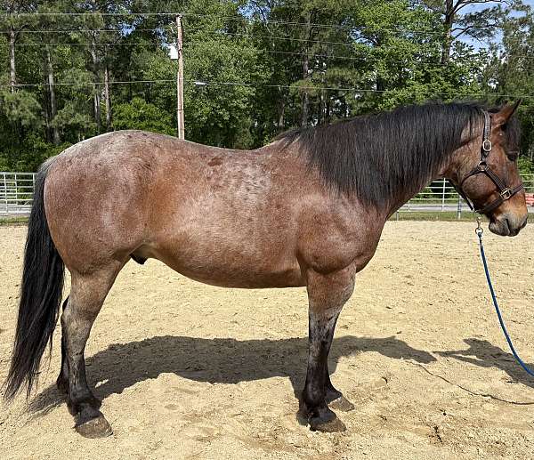 bay-roan-draft-gelding
