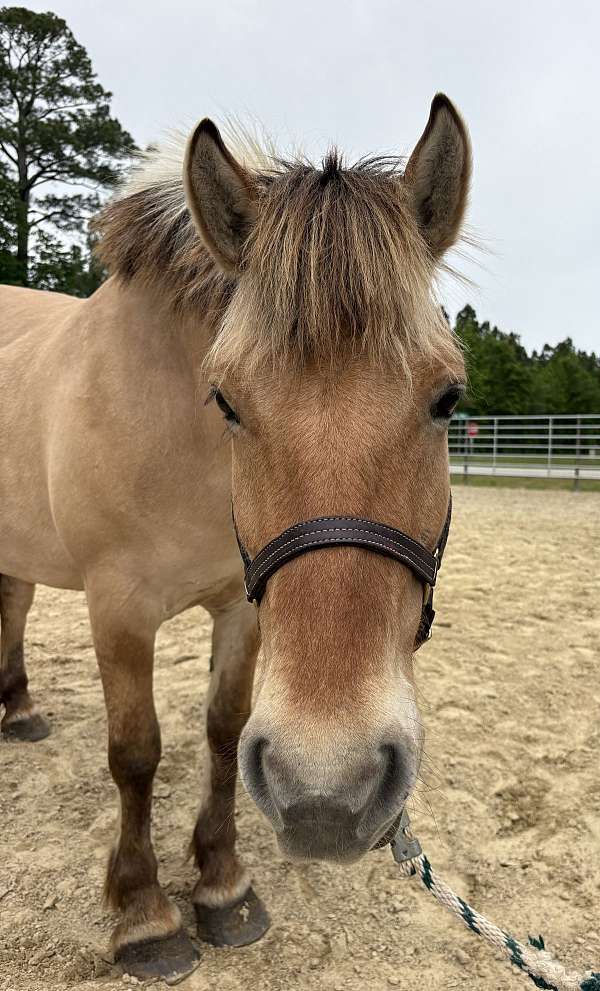 14-hand-mare