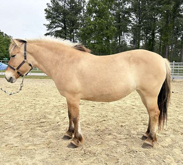 14-hand-fjord-mare
