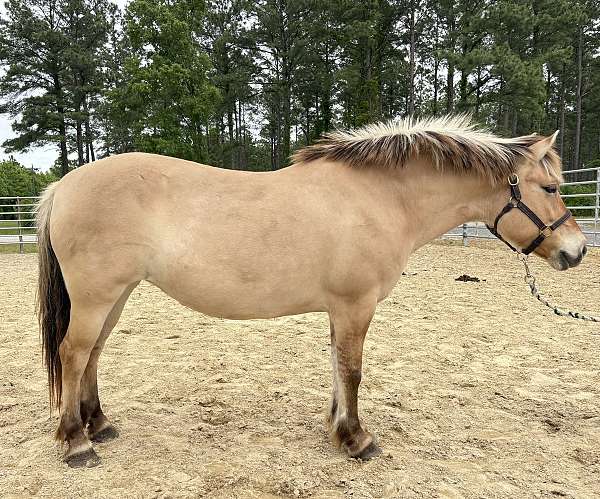 14-hand-fjord-horse