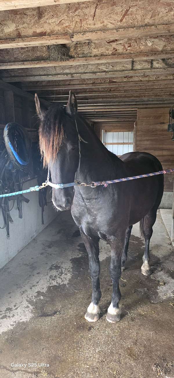 dutch-warmblood-stallion