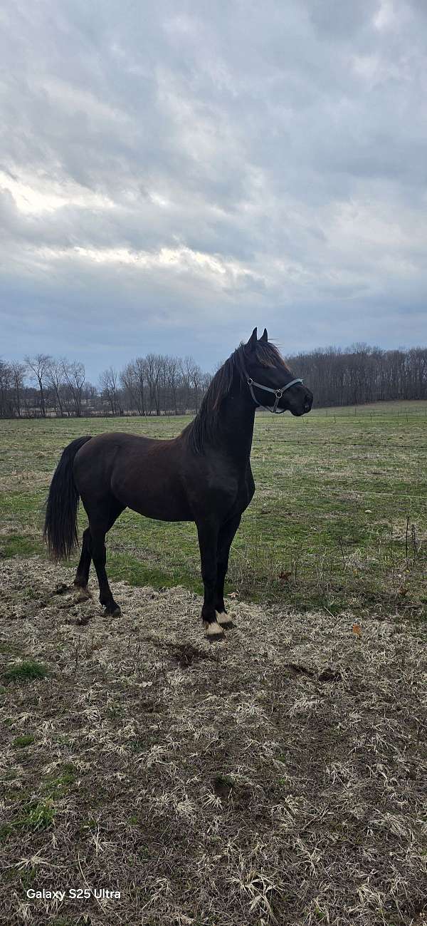 dutch-warmblood-horse-for-sale