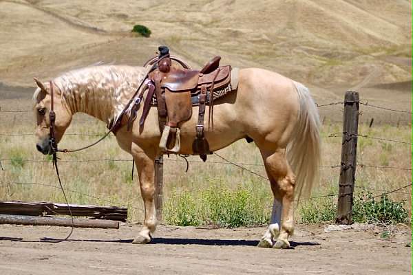 all-around-quarter-horse