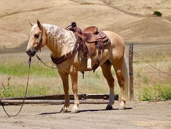 athletic-quarter-horse
