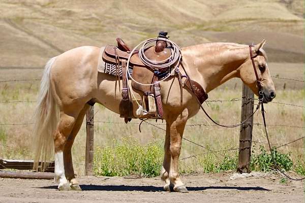 beginner-quarter-horse
