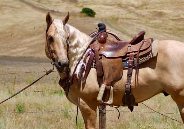 experienced-quarter-horse