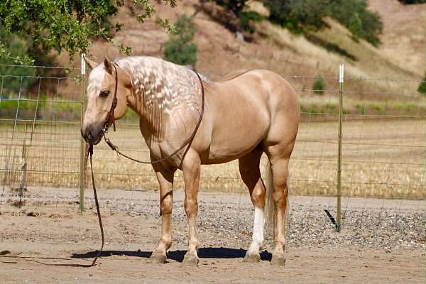 flashy-quarter-horse