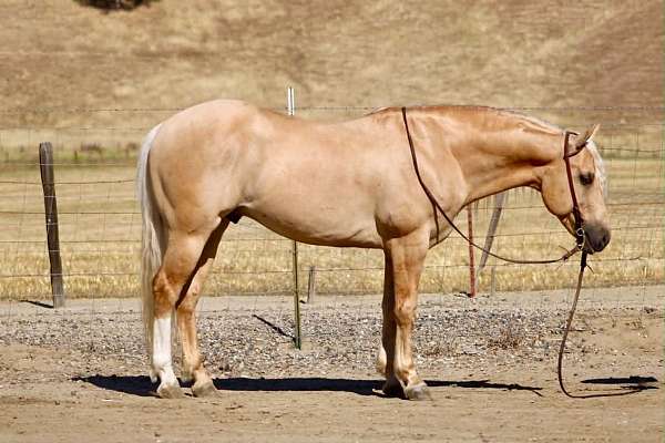 husband-safe-quarter-horse