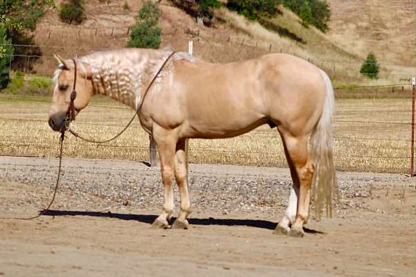 kid-safe-quarter-horse