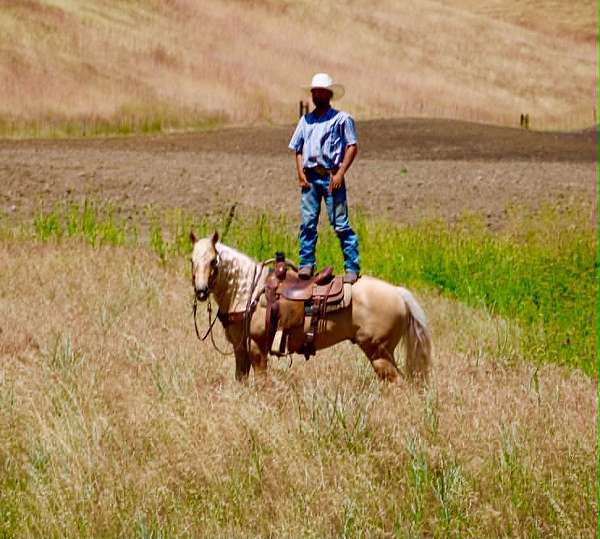 performance-quarter-horse