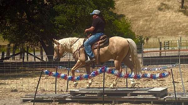 ranch-quarter-horse