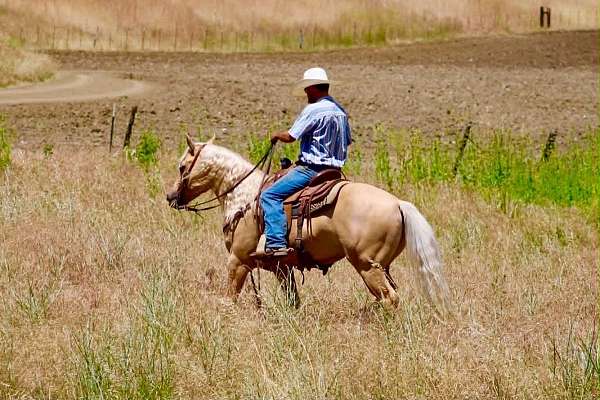 ranch-versatility-quarter-horse