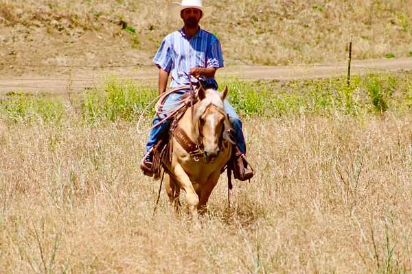 ranch-work-quarter-horse