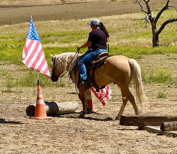 ridden-western-quarter-horse