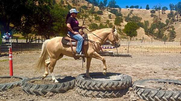 trail-quarter-horse
