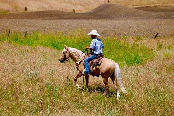 trail-riding-quarter-horse