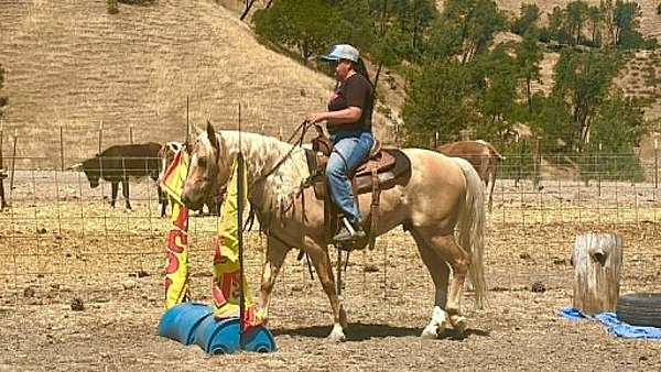 western-riding-quarter-horse