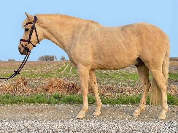 all-around-pony