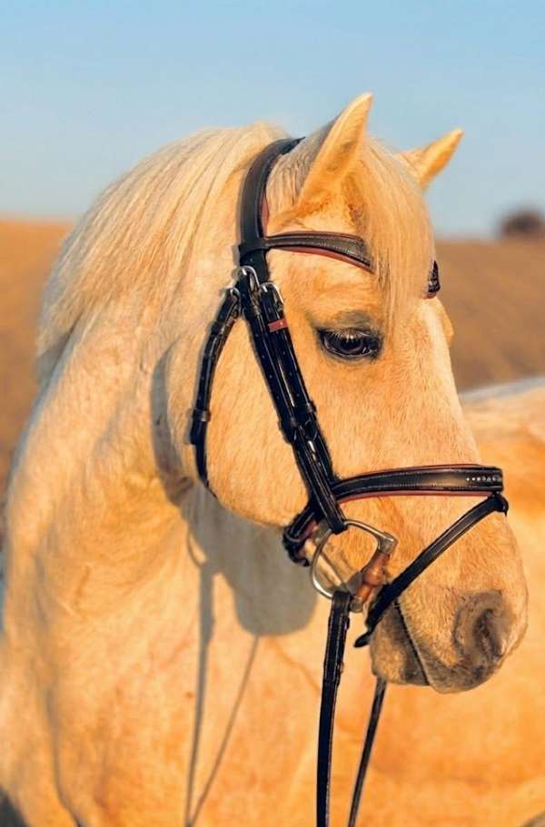 athletic-pony