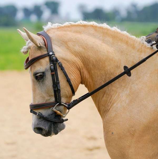 endurance-pony