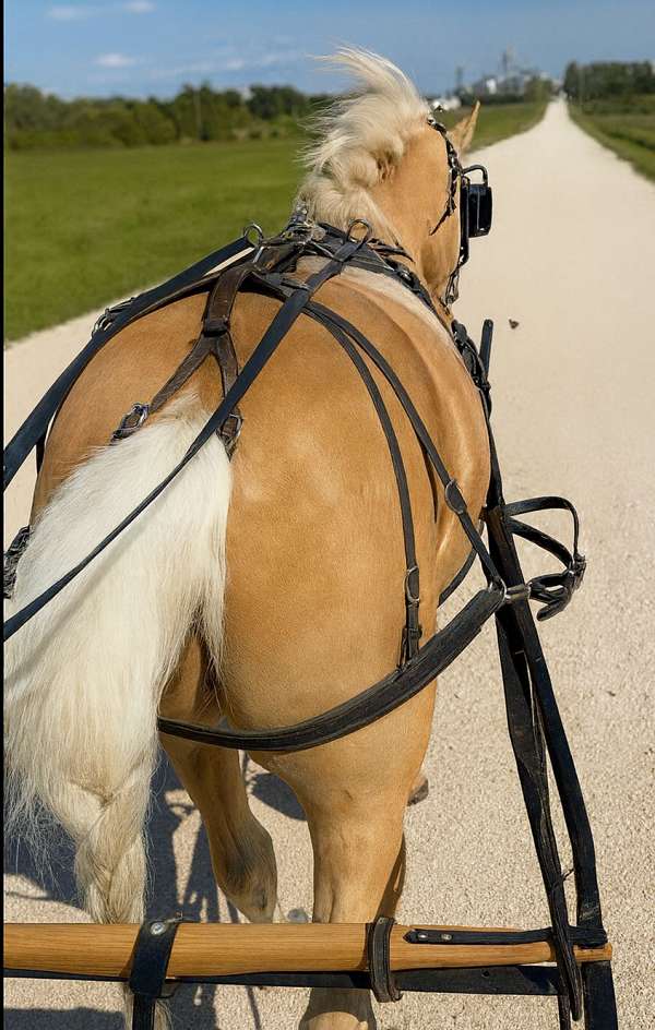 english-pleasure-pony