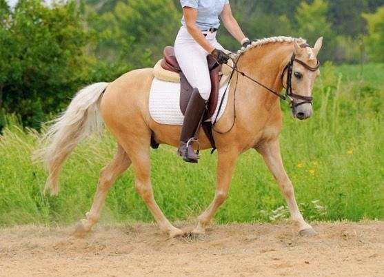 equitation-pony