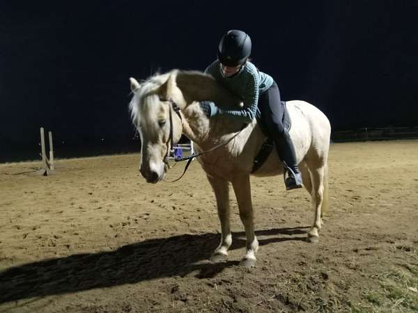 eventing-pony
