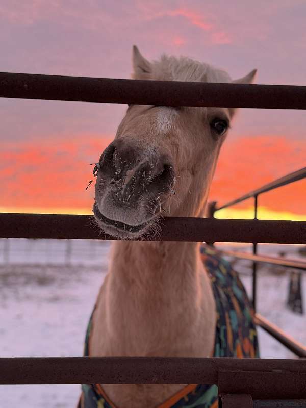 experienced-pony