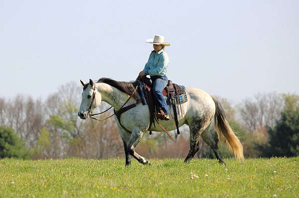 flashy-quarter-horse