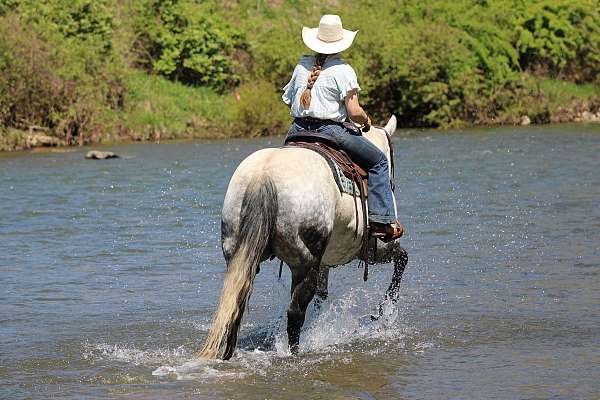 athletic-quarter-horse