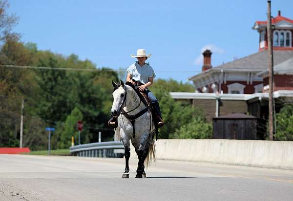 husband-safe-quarter-horse