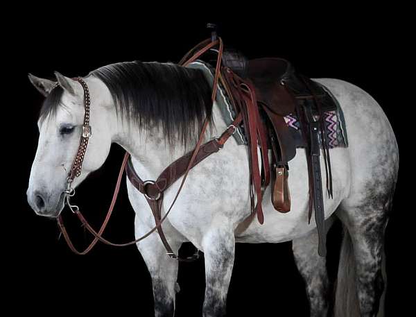 performance-quarter-horse