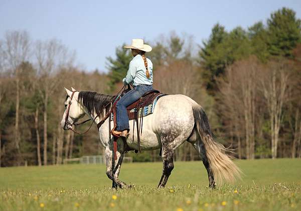 ranch-quarter-horse