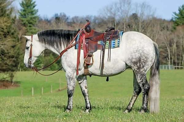 ranch-versatility-quarter-horse