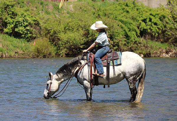 show-quarter-horse