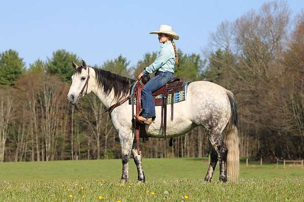 trail-quarter-horse