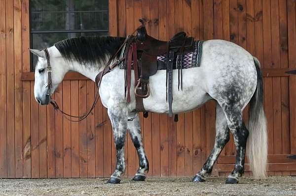 western-riding-quarter-horse