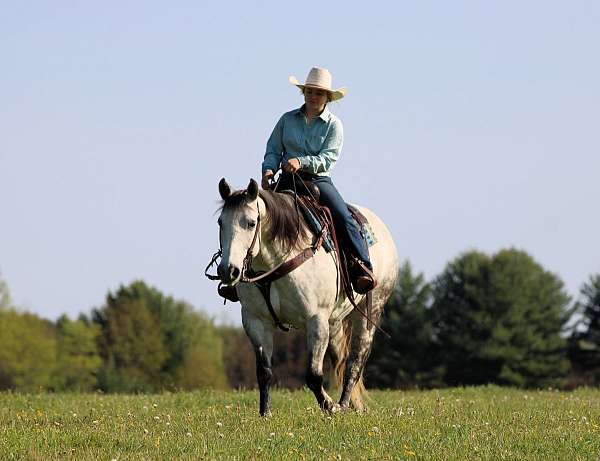 working-cattle-quarter-horse