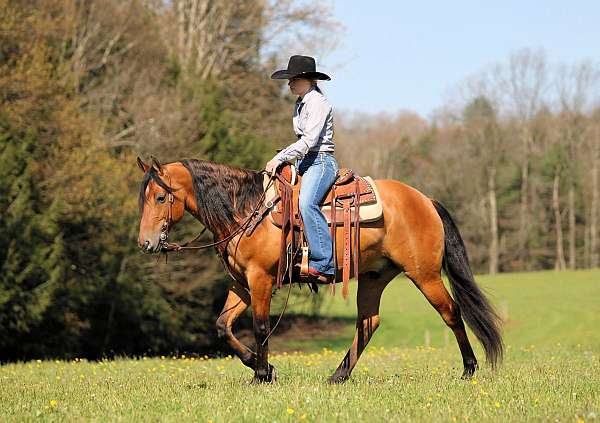 athletic-friesian-horse