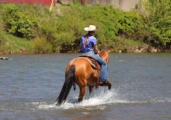 beginner-friesian-horse