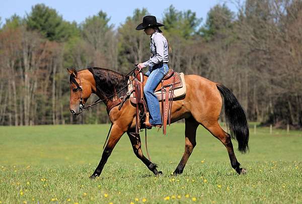 cross-friesian-horse