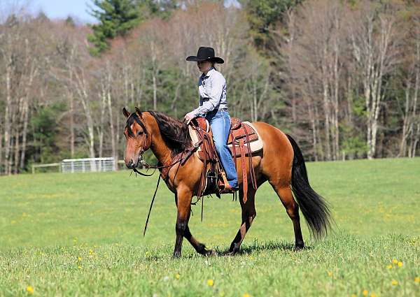 draft-friesian-horse
