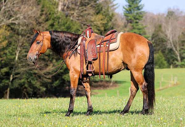 husband-safe-friesian-horse