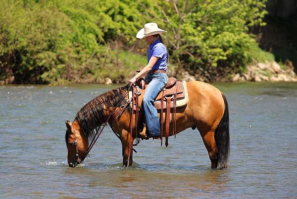 jumping-friesian-horse