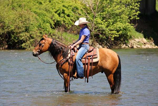 ranch-friesian-horse