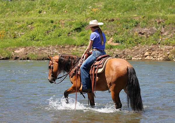ranch-work-friesian-horse