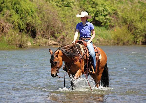 ridden-english-friesian-horse